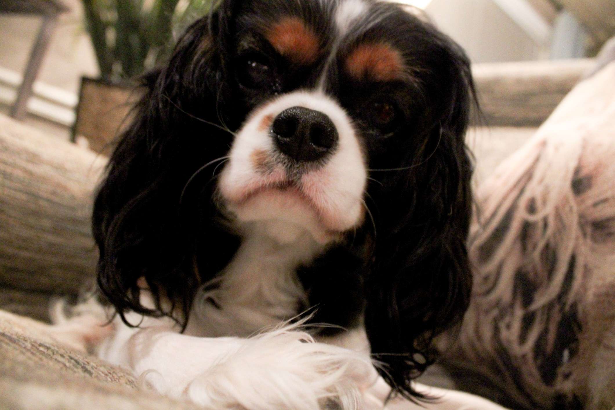 Cavalier Temperament