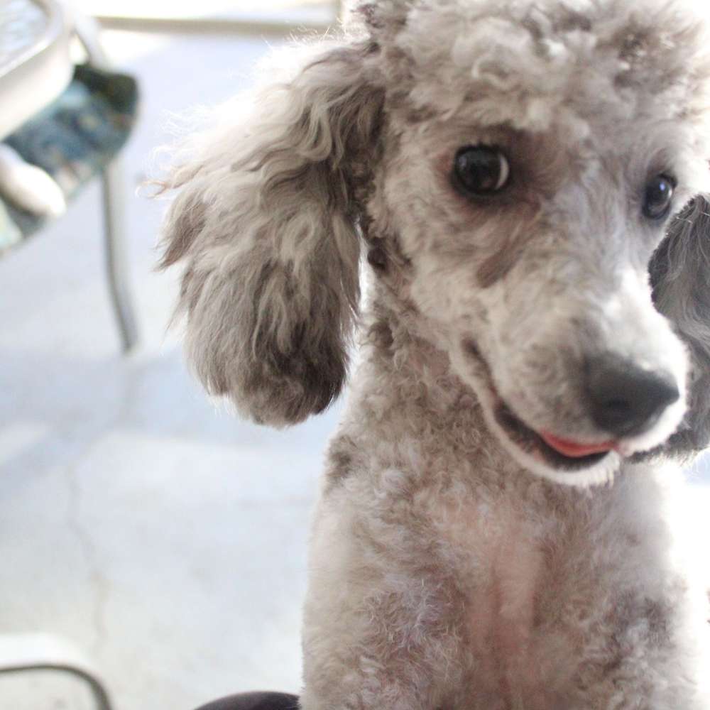 Poodle Temperament