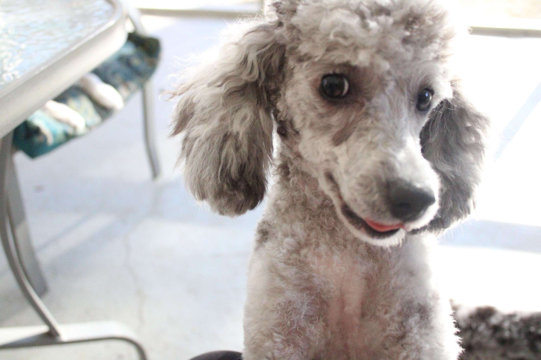 Poodle Temperament