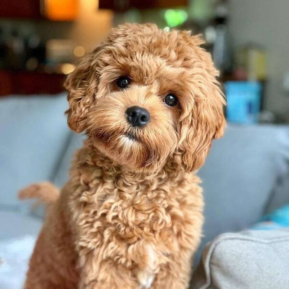 Cavapoo Temperament