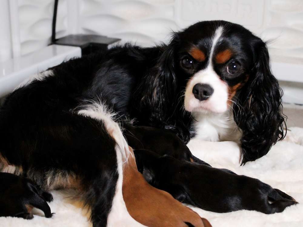 Cavalier King Charles Puppies
