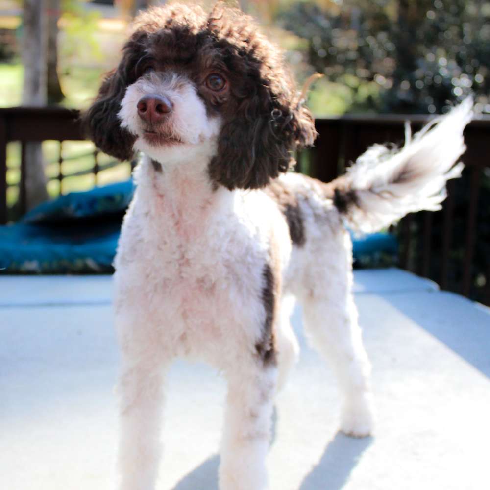 Hudson of Grayfinn House