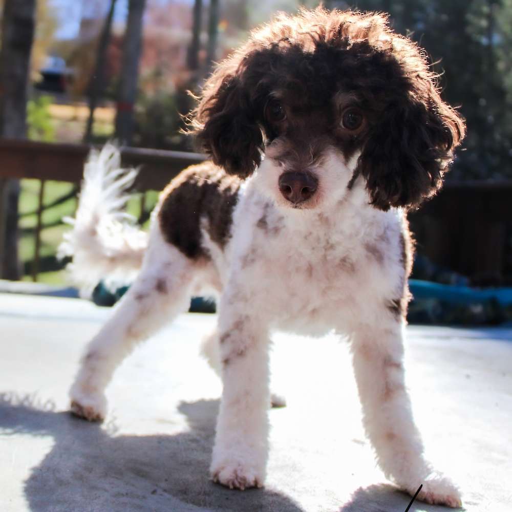 Hudson of Grayfinn House