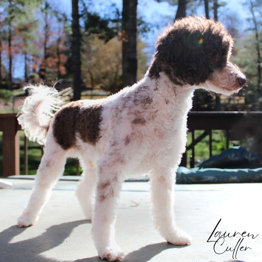 Hudson of Grayfinn House