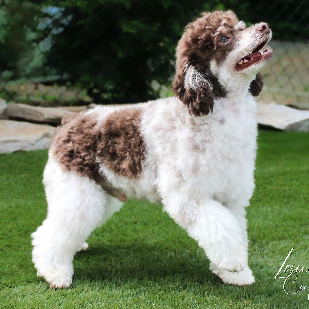 Hudson of Grayfinn House