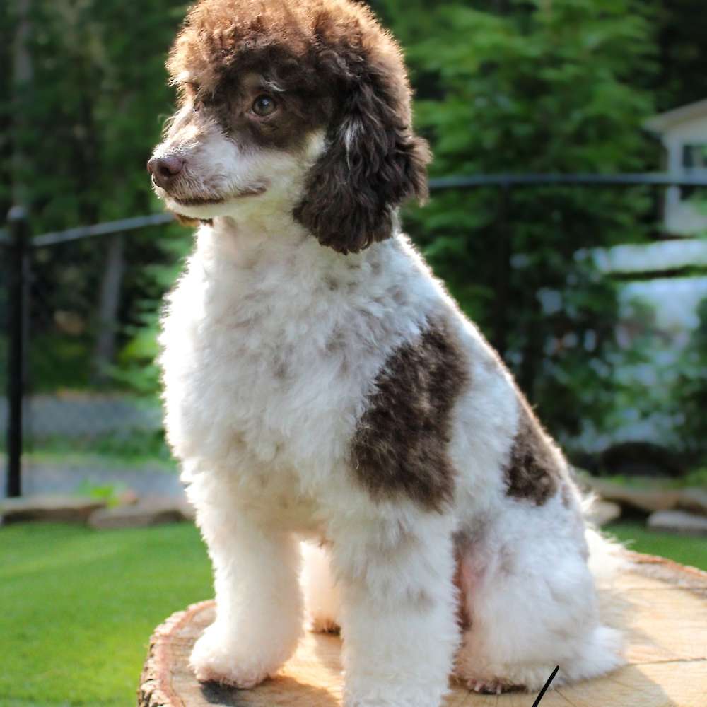 Hudson of Grayfinn House