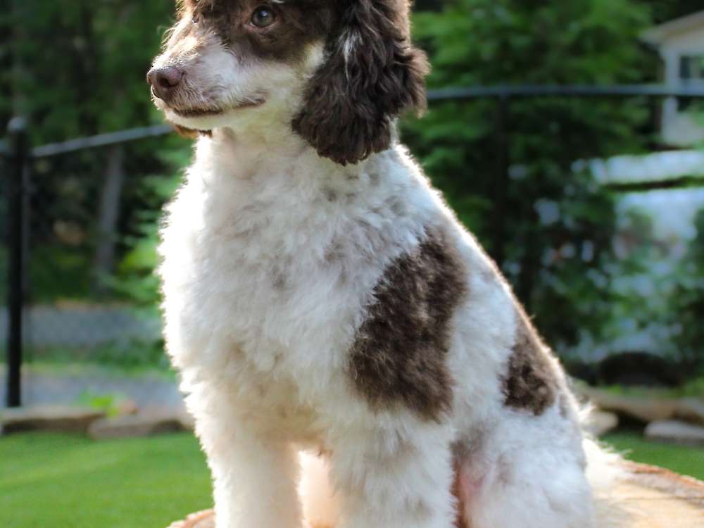 Hudson of Grayfinn House