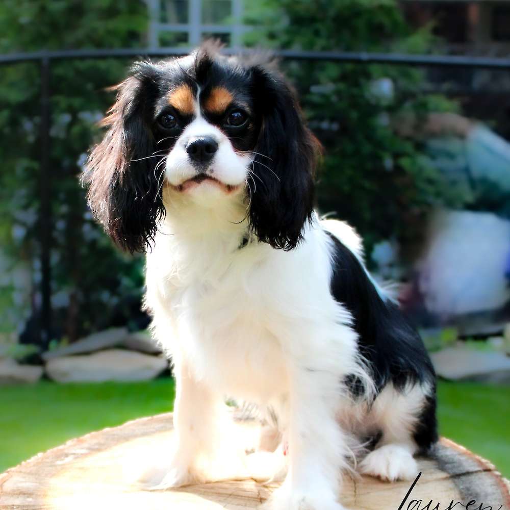 Willard of Grayfinn House