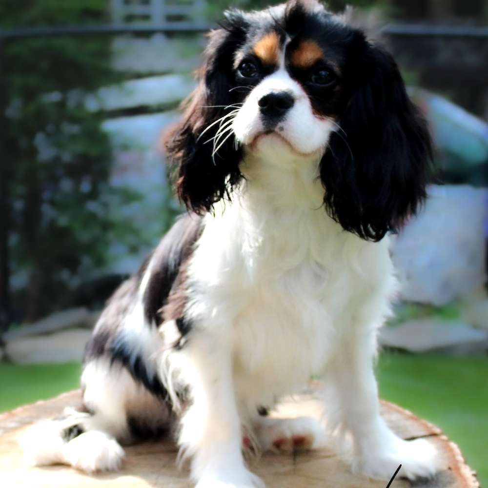 Willard of Grayfinn House