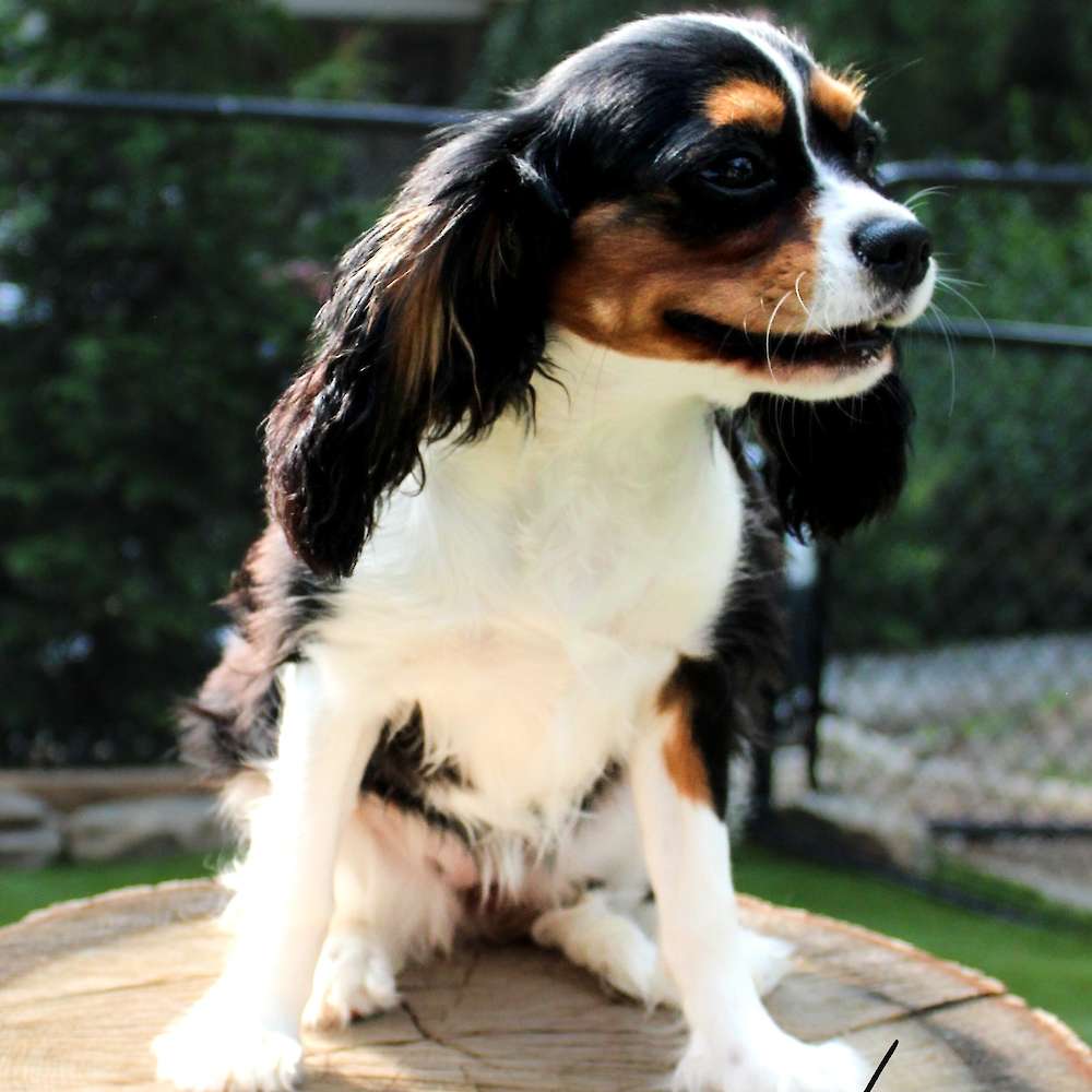 Grace of Grayfinn House