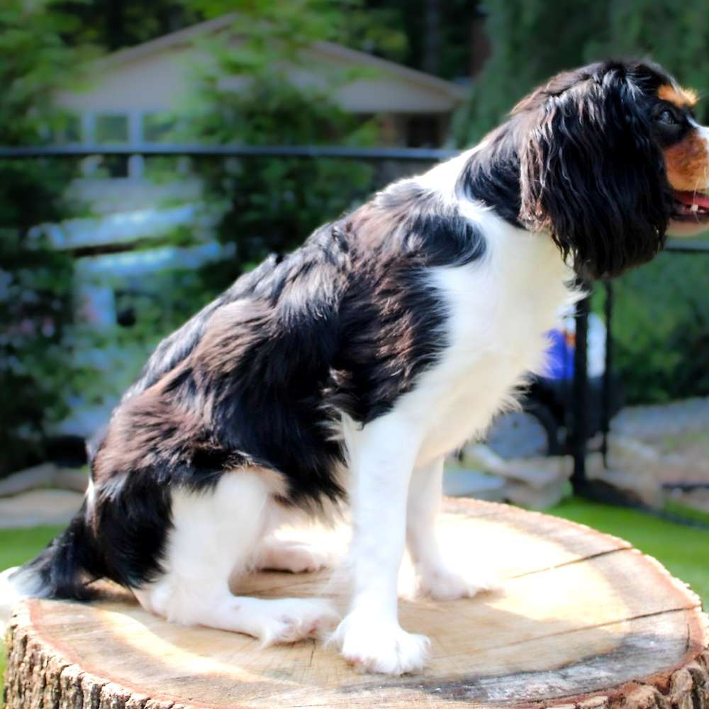 Grace of Grayfinn House