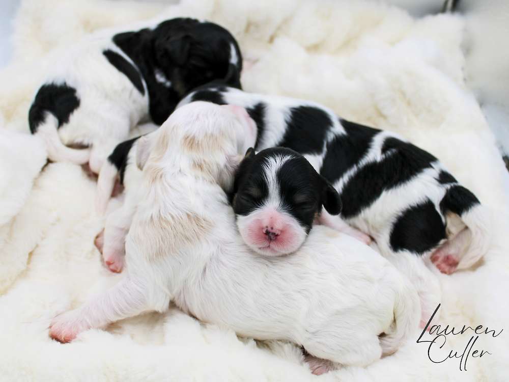Cavapoo Puppies-Patriotic Litter