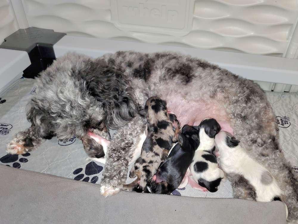 Havapoo Puppies - Andy Griffith Litter