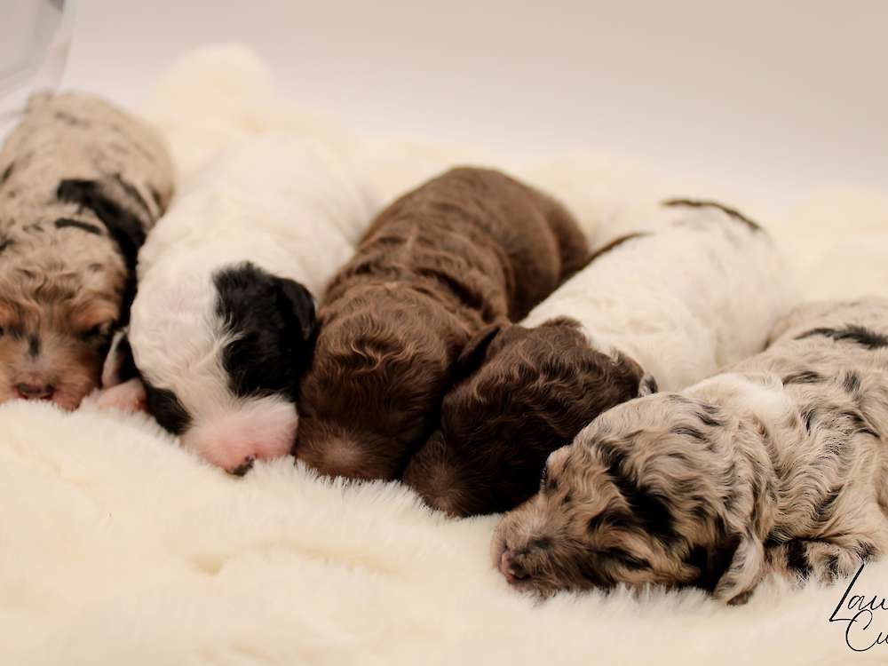 Miniature Poodles- Heritage Litter