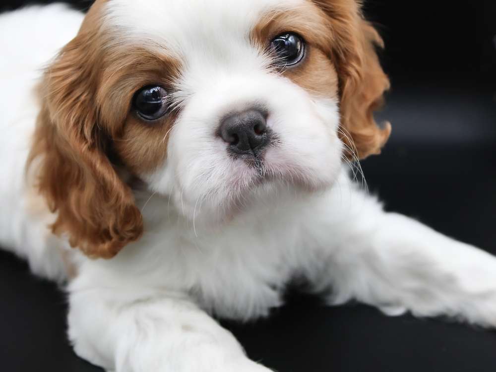Royal Litter - Cavalier King Charles Spaniels