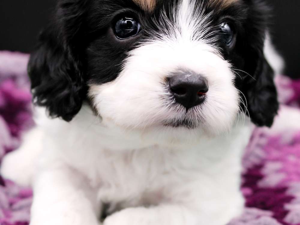 Cavapoo puppies - Will & Grace Litter
