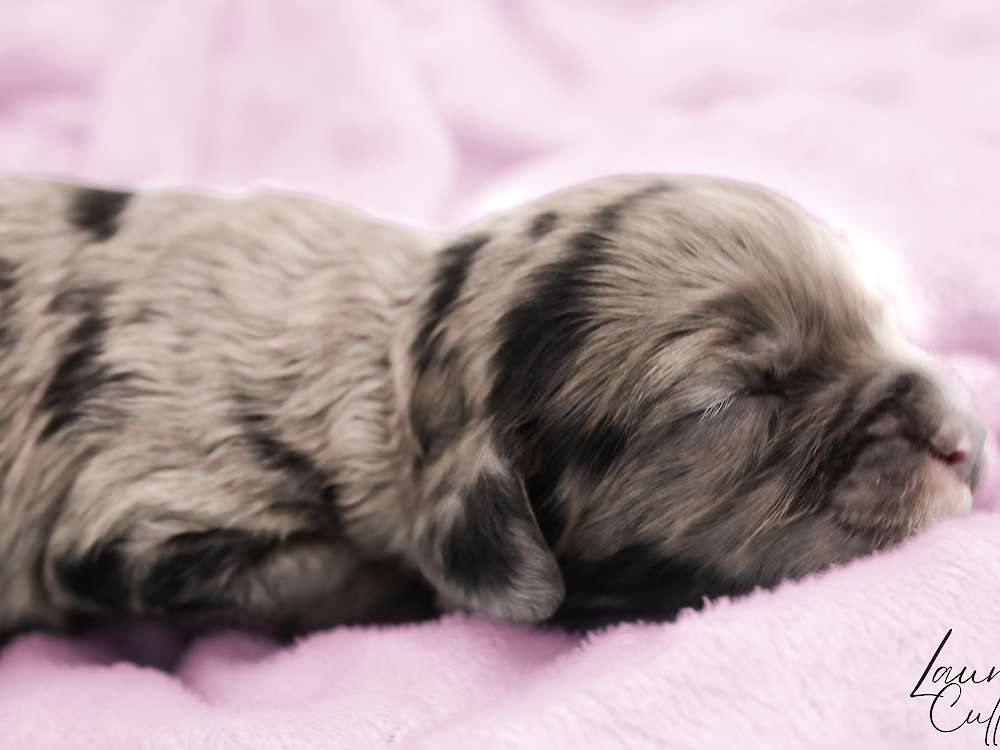 Cavapoo puppies - Schitt's Creek Litter