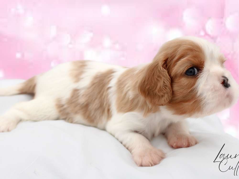 Wicked Litter- Cavalier King Charles Spaniels