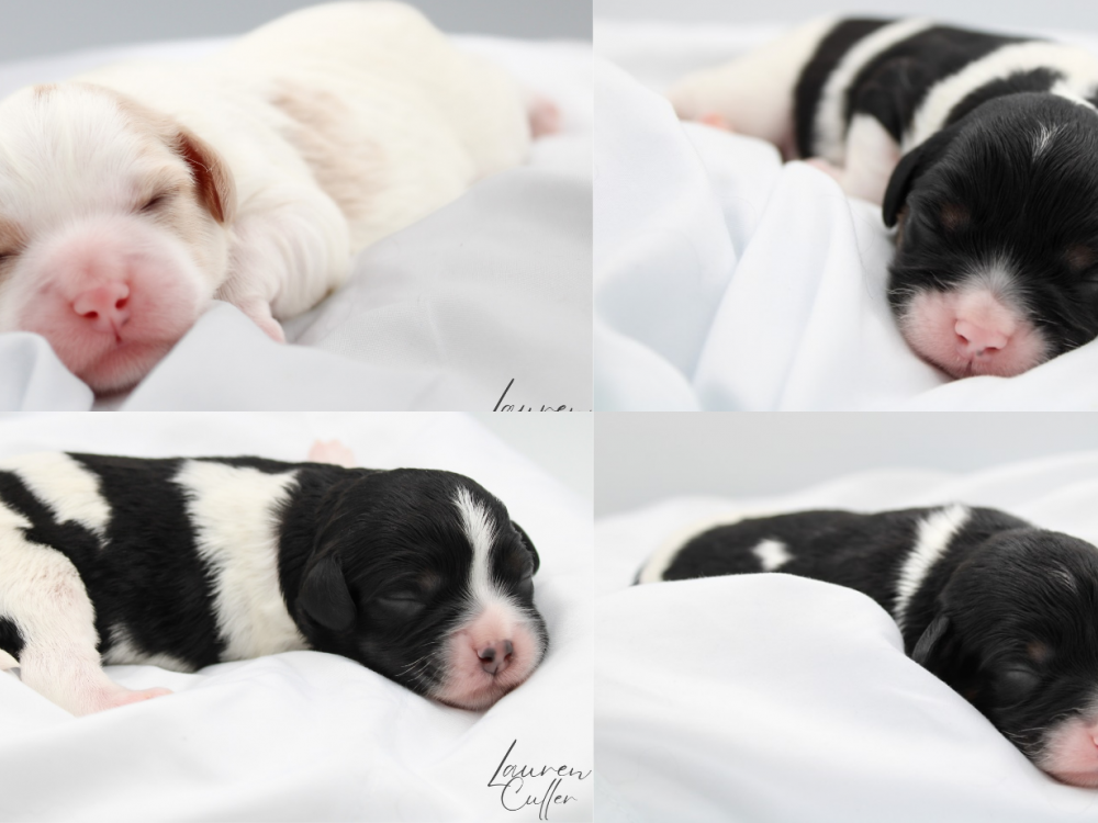 Bluey Litter - Cavapoos