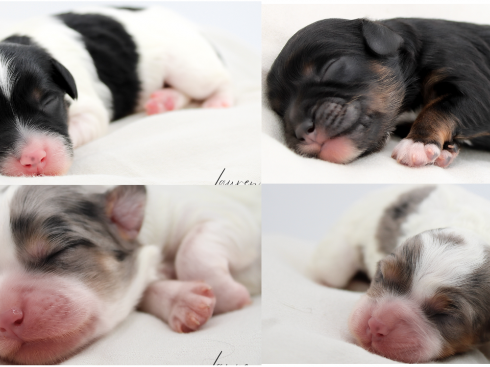 Diva Litter - Cavapoos