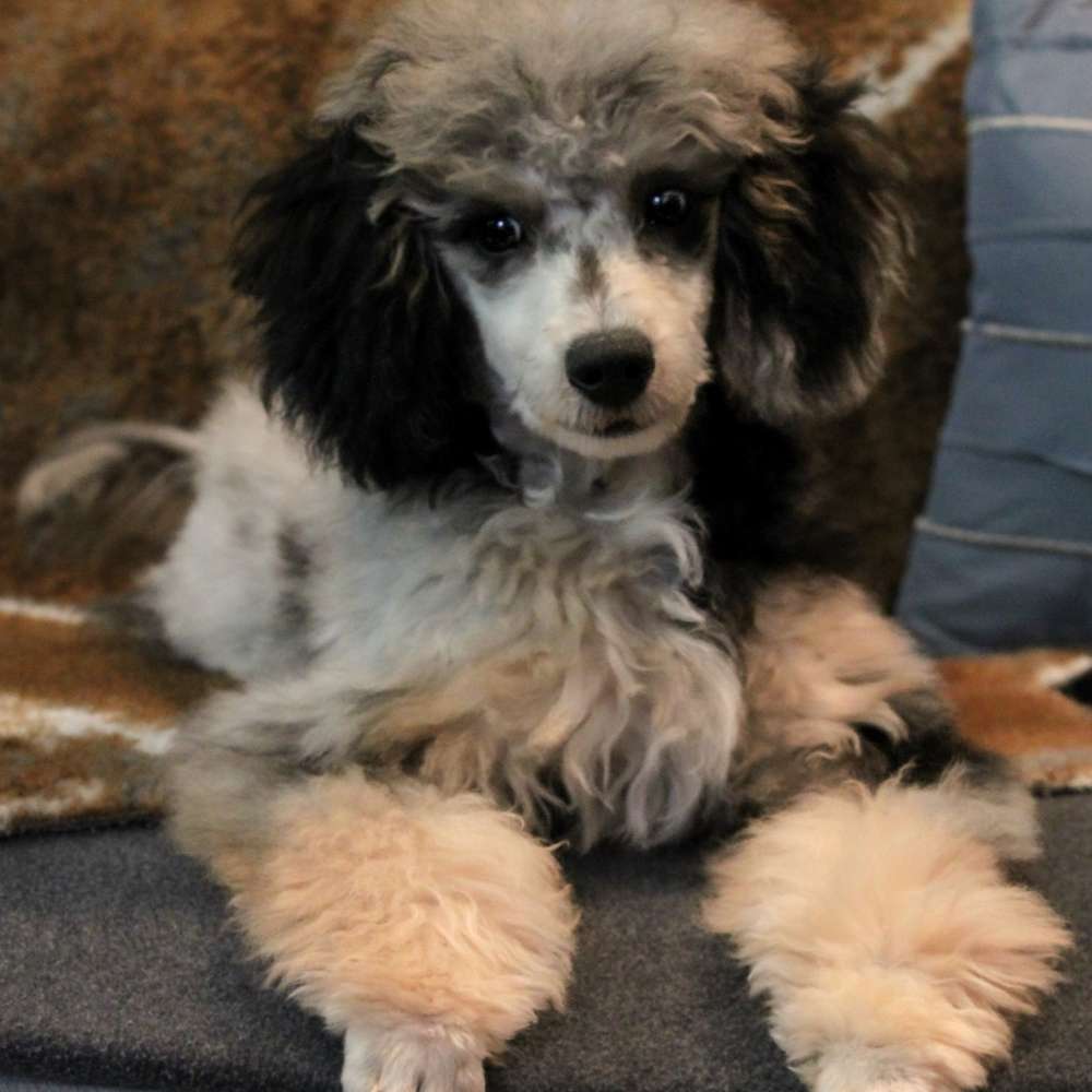 Jolene of Grayfinn House