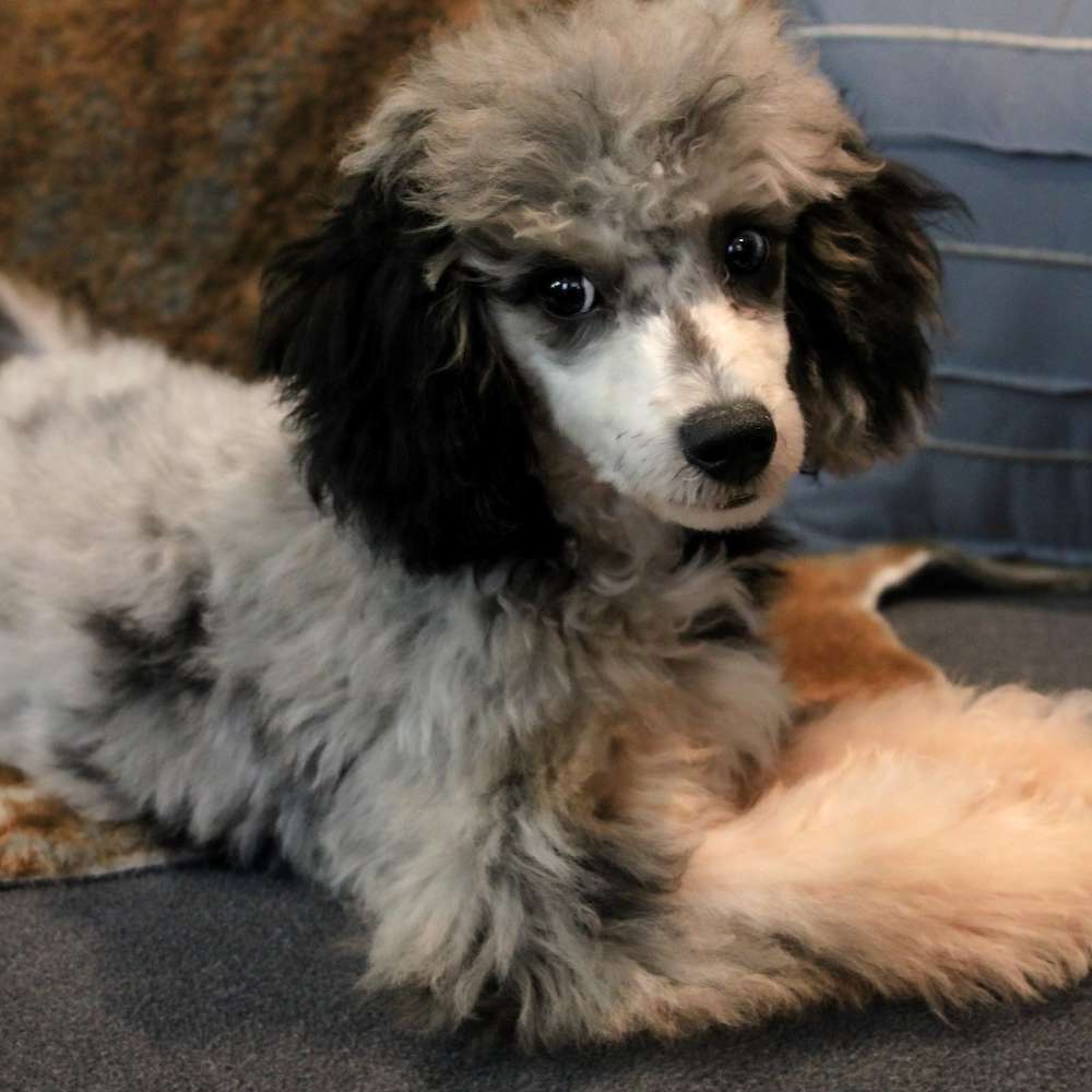 Jolene of Grayfinn House