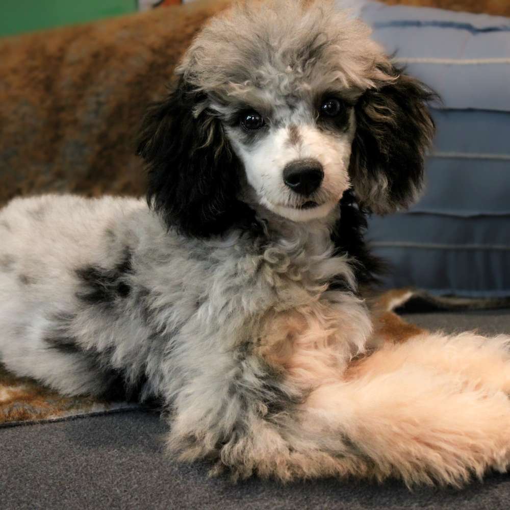 Jolene of Grayfinn House