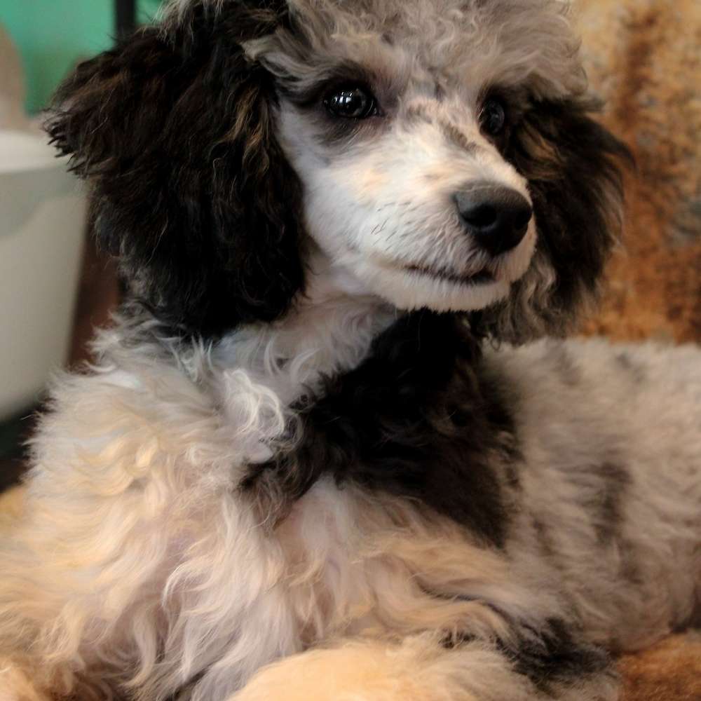 Jolene of Grayfinn House