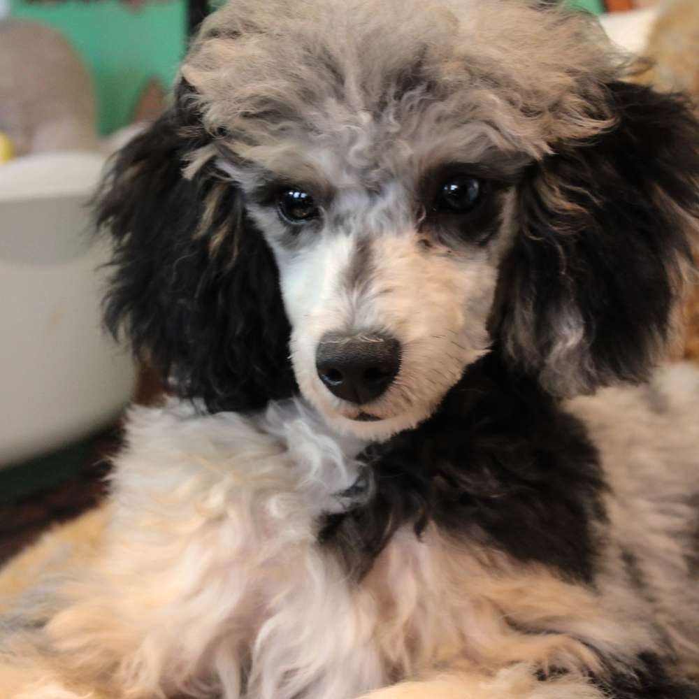 Jolene of Grayfinn House