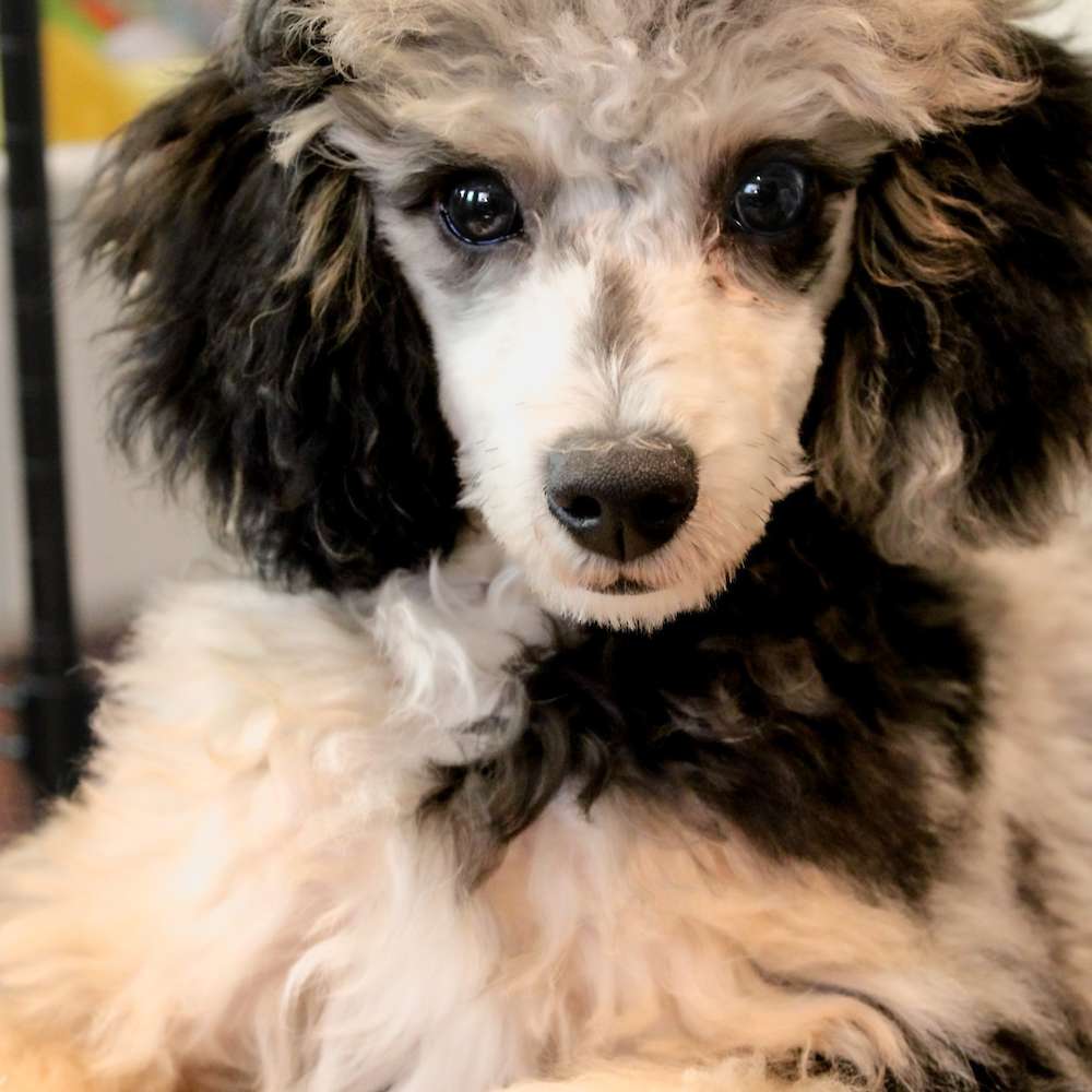 Jolene of Grayfinn House