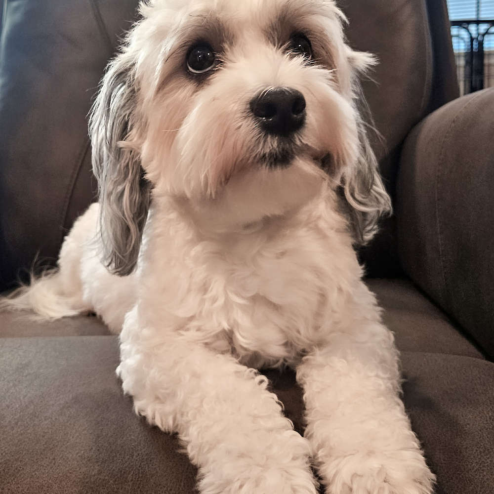 Taylor Made For You of Grayfinn House