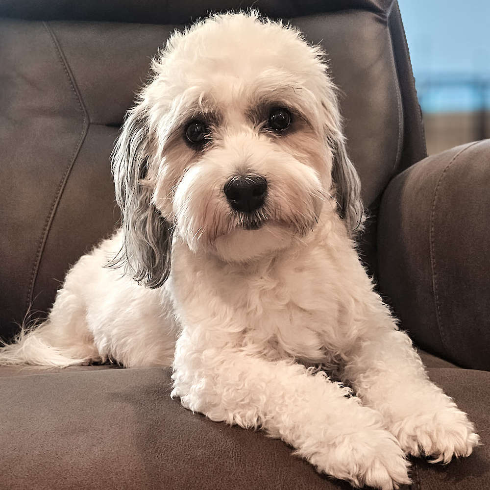 Taylor Made For You of Grayfinn House