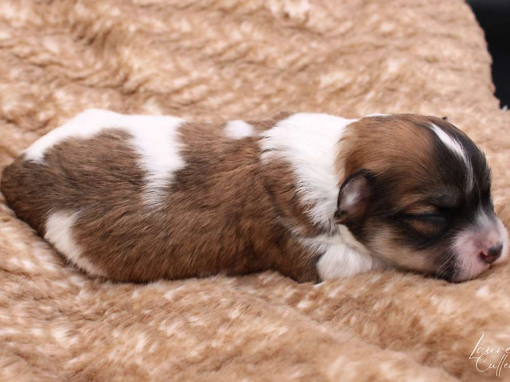 Jane Austin's Emma Litter