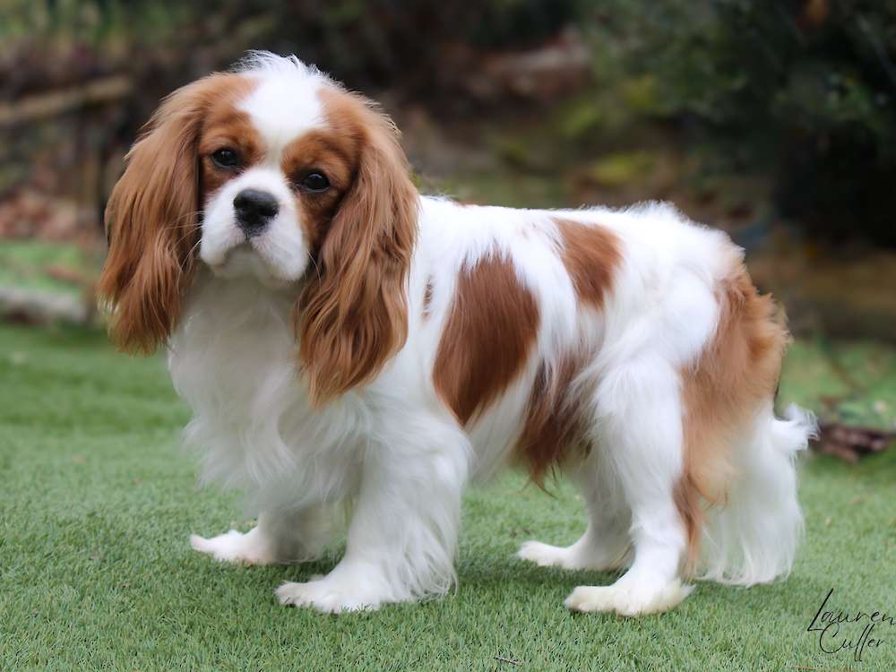 Theodore Otis Pickleman