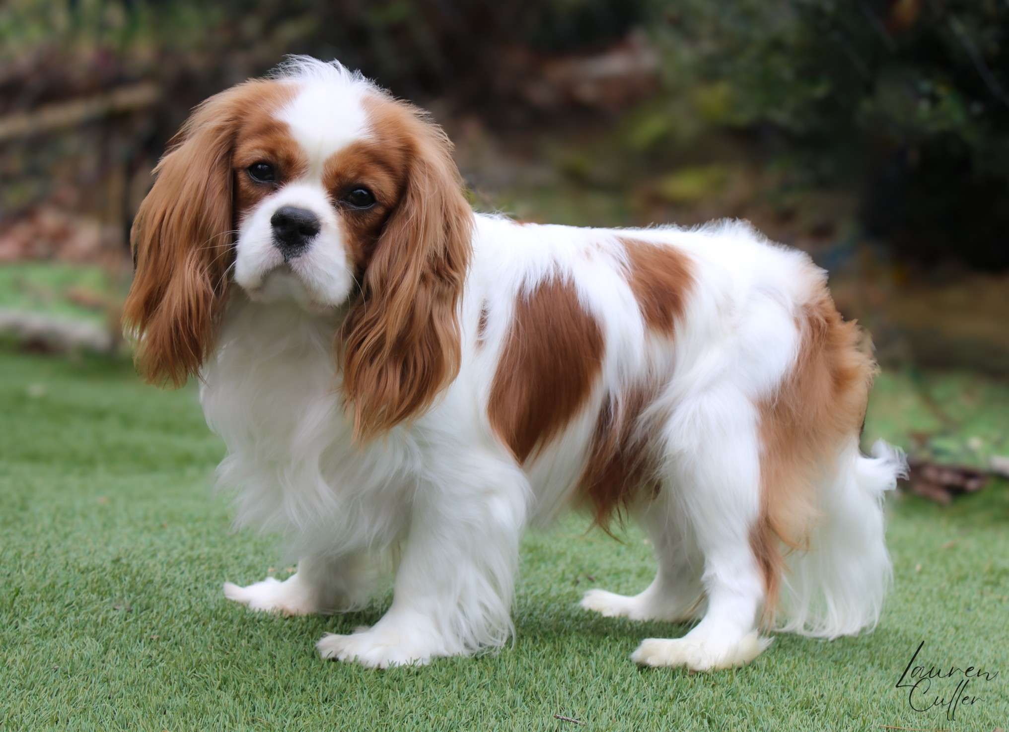 Theodore Otis Pickleman